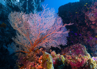 Fototapeta na wymiar Gorgonian red coral at the Great Barrier Reef