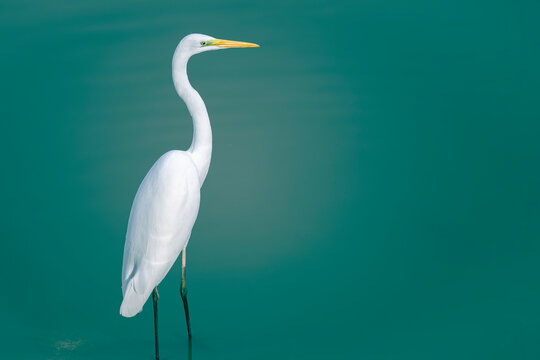 Beautiful great egret bird standing in a calm lake. A big white bird on a green background