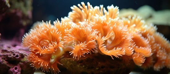 Naklejka na ściany i meble Coral reef's orange sun coral