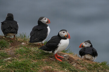 Gruppe von Papageitaucher an der K&uuml;ste im Norden Islands