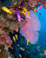 Reef scene with fan corals and colourful tropical fish (Great Barrier Reef)