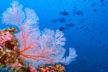 Pink sea fan and distant reef fish