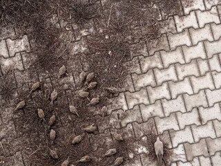 flocks of sparrows feeding in open areas,