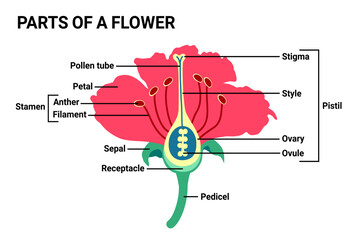 Parts of a flower vector illustration, flower diagram, useful for school and student, education biology and botany science.