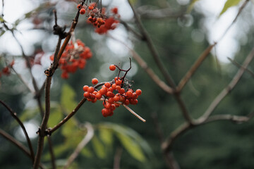 Red viburnum berries on a tree branch in a green forest. Blurred background, horizontal image format.