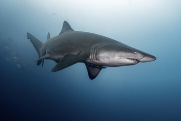 Sand tiger shark (Grey nurse shark)