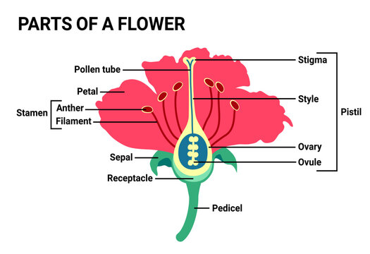 Parts of a flower vector illustration, flower diagram, useful for school and student, education biology and botany science.