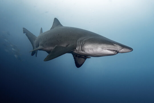 Sand tiger shark (Grey nurse shark)