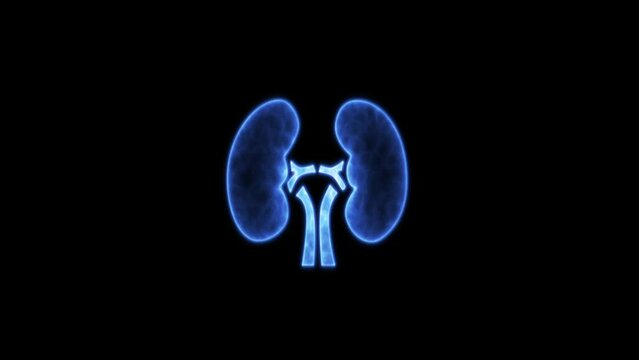 Lung and kidney icon. 4K video graphic kidney animation. Neon human kidney icon animation. Blue human kidney icon isolated on black background.
