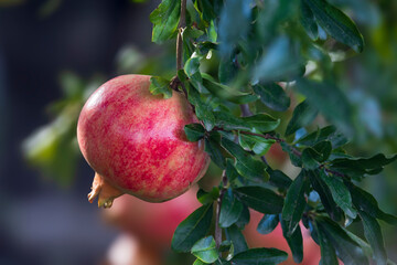 Granatapfel, Alcantara Schlucht, Sizilien, Italien, 28.10.2023 > english> Pomegranate, Alcantara Gorge, Sicily, Italy, October 28, 2023