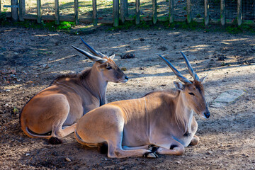 Two antelopes on the ground ruminating after several hours grazing grass - obrazy, fototapety, plakaty