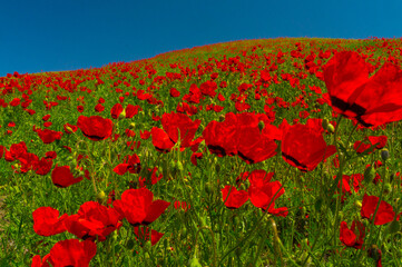 Obraz premium Scarlet poppies dominate the landscape, their fiery hues standing out against the azure sky above.