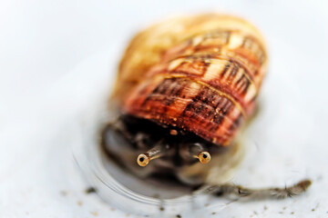 snail