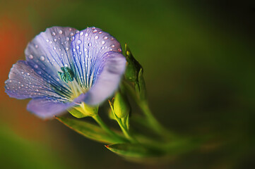 close up of a flower