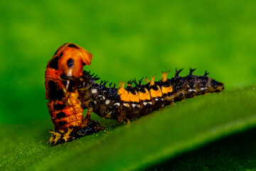 Larve de coccinelle en dévorant une autre