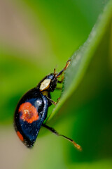 Coccinelle sur une feuille