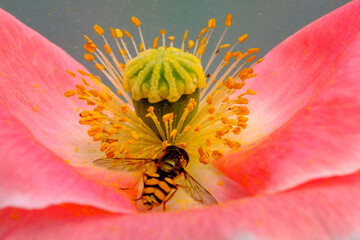 Abeille posée sur une fleur de coquelicot rose