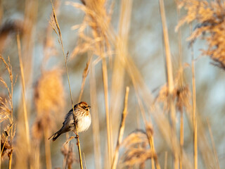 Rohrammer im Morgenlicht
