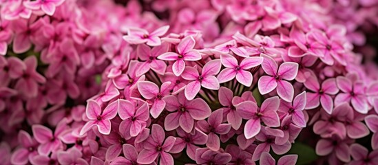 pink pentas flowers