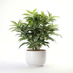 A potted plant with green leaves on a white background