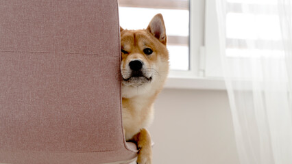 Shiba Inu is lying on the master's chair