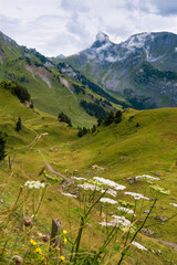 Fototapeta na wymiar Bernese Oberland, Switzerland: on Schynige Platte, with the peak of Ussri Sägissa and the Winteregg ridge in the distance: foreground shows Common hogweed 