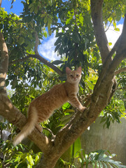 brown cat on tree on a sunny day