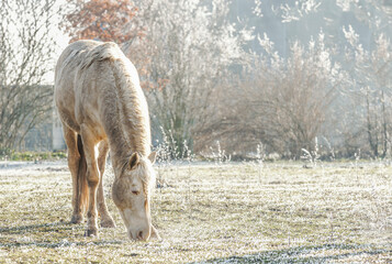 Palomino horse grazes on the grass with frost, outdoor