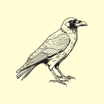 Crow Vector Images, Illustration Of a Crow