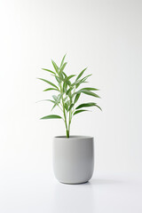 Potted Plant on White Table - Minimalistic Home Decoration Idea