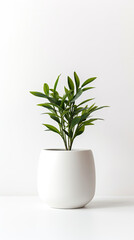 Plant in White Pot on Table, Natures Touch for Your Interior Decor