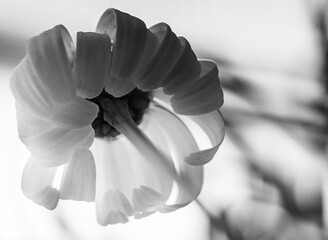 white tulip on black background