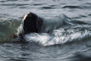 Eine dynamische Welle bricht an einem Stein im Bodensee