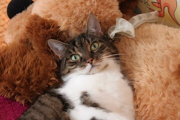 Playful Purrs and Laughable Pets: Cat Humor Extravaganza