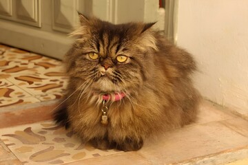 Amusing Pets Extravaganza: Laughing with Silly Whiskers