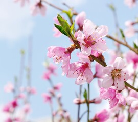 pink cherry blossom