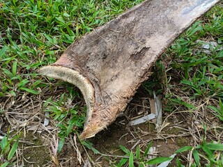 Dry coconut leaves falling on the ground