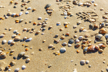 Seashells of different shapes and sizes on the sandy beach. Relaxation and rest at the resort. Background. Space for text.