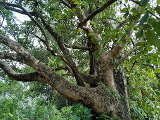 tree is a perennial plant with an elongated stem, or trunk, usually supporting branches and leaves. 