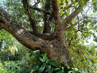 tree is a perennial plant with an elongated stem, or trunk, usually supporting branches and leaves. 