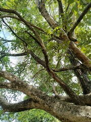 tree is a perennial plant with an elongated stem, or trunk, usually supporting branches and leaves. 