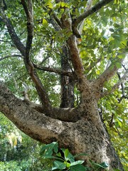 tree is a perennial plant with an elongated stem, or trunk, usually supporting branches and leaves. 