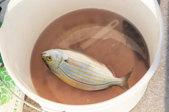 Salema porgy fish in a bucket