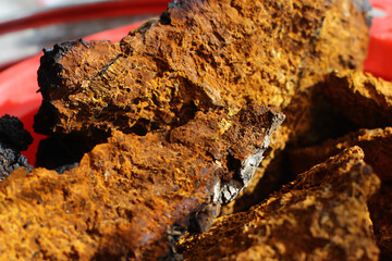 sliced chaga mushroom birch fungus. Chaga (Inonotus obliquus) - medicinal birch fungus