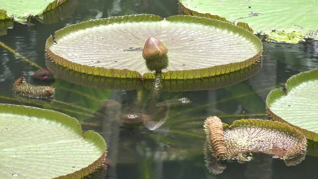 The largest water lily in the world. Victoria regia or Victoria amazonica. Aquatic tropical plant. Singapore Botanic Garden.