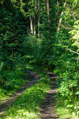 Fototapeta premium moss covered tree trunks in wild forest
