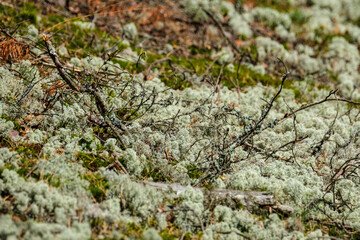 moss on the floor of forest