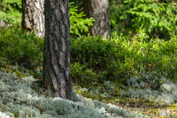 moss covered tree trunks in wild forest