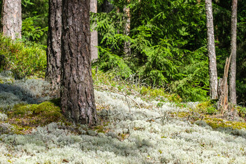moss covered tree trunks in wild forest