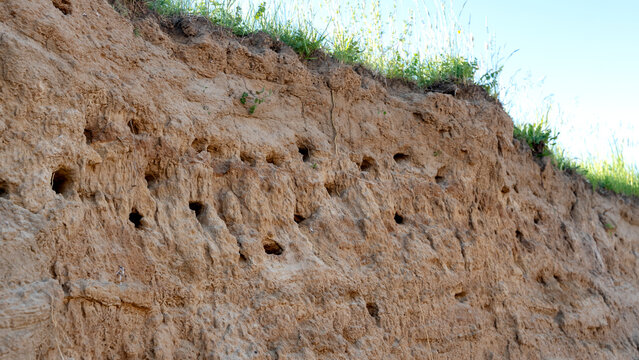Swallow nests in a steep cliff